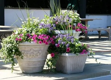 Cum de a planta în ghivece petunii de plantare în agățat oală, cum se pune într-o singură, cum să-și facă