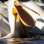 Bird pelikán - leírás, kép - állatvilágban