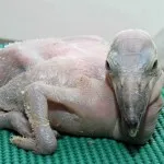 Bird pelikán - leírás, kép - állatvilágban