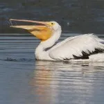 Bird pelikán - leírás, kép - állatvilágban