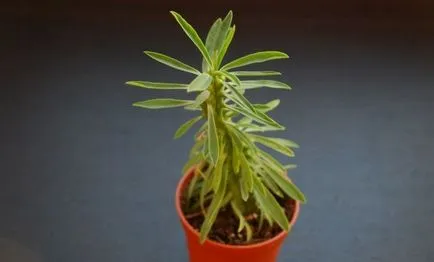 A leggyakoribb típusok euphorbias (selyemkóró)