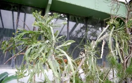 A leggyakoribb típusok euphorbias (selyemkóró)