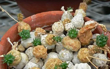 A leggyakoribb típusok euphorbias (selyemkóró)