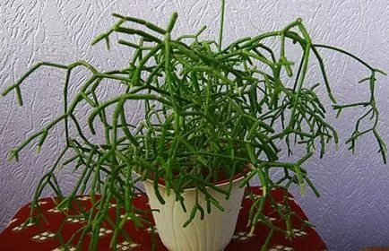 A leggyakoribb típusok euphorbias (selyemkóró)
