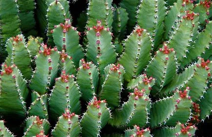 A leggyakoribb típusok euphorbias (selyemkóró)