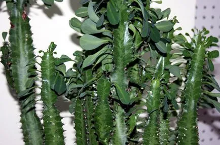 A leggyakoribb típusok euphorbias (selyemkóró)