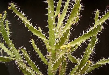 A leggyakoribb típusok euphorbias (selyemkóró)