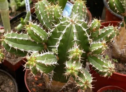 A leggyakoribb típusok euphorbias (selyemkóró)