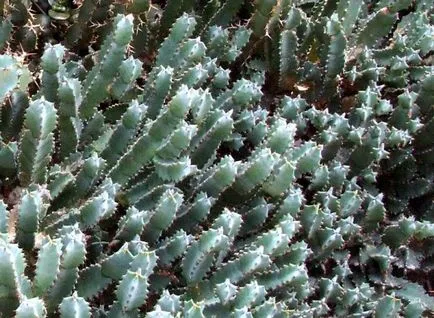 A leggyakoribb típusok euphorbias (selyemkóró)