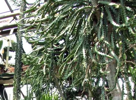 A leggyakoribb típusok euphorbias (selyemkóró)