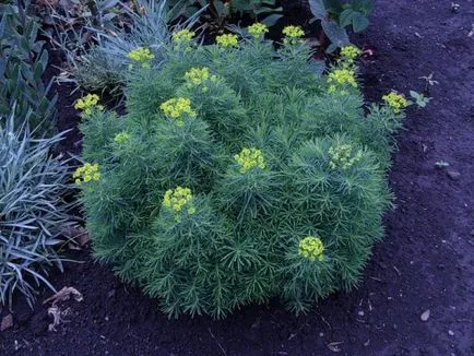 A leggyakoribb típusok euphorbias (selyemkóró)