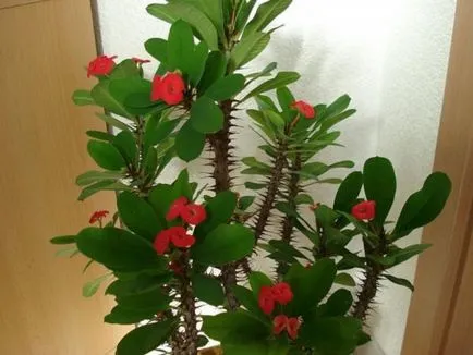 A leggyakoribb típusok euphorbias (selyemkóró)