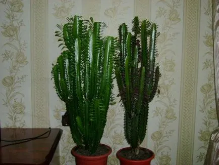A leggyakoribb típusok euphorbias (selyemkóró)