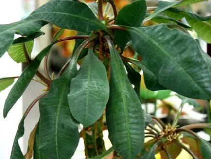 A leggyakoribb típusok euphorbias (selyemkóró)