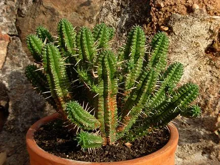 A leggyakoribb típusok euphorbias (selyemkóró)