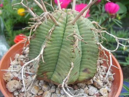 A leggyakoribb típusok euphorbias (selyemkóró)