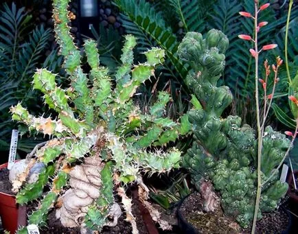 A leggyakoribb típusok euphorbias (selyemkóró)