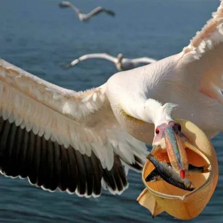 Bird pelikán - a legszokatlanabb és csodálatos madár legyek nagyon jól, rossz merülés, könnyed (Pelican) Bird pelikán - a legszokatlanabb és csodálatos madár legyek nagyon jól, rossz merülés, kecses