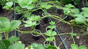 A szaporodási eper bajusz nyár