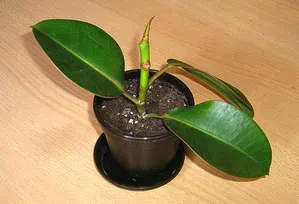 Sokszorosítása ficus az otthoni és az utógondozás (videó útmutató)