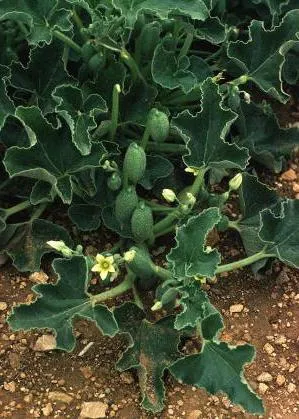 Plant lövellt uborka tulajdonságait, fotók, ami növeli a használata