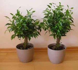 Sokszorosítása ficus az otthoni és az utógondozás (videó útmutató)