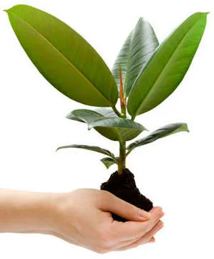 Sokszorosítása ficus az otthoni és az utógondozás (videó útmutató)