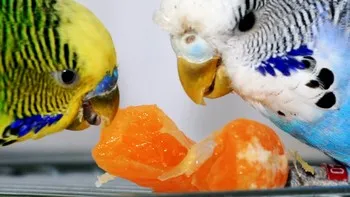 A táplálkozás budgies otthon