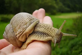 Tenyésztési csigák otthon kezdőknek (tenyésztés) Tenyésztési csigák otthon kezdőknek