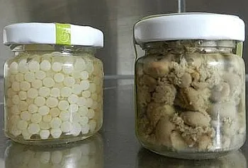 Tenyésztési csigák otthon kezdőknek (feltételek) Tenyésztési csigák otthon kezdőknek
