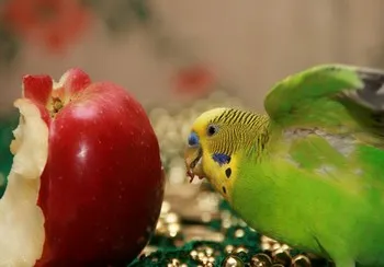 A táplálkozás budgies otthon