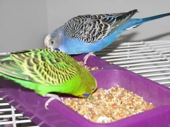 A táplálkozás budgies otthon