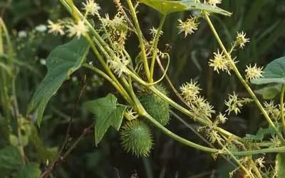 Plant lövellt uborka tulajdonságait, fotók, ami növeli a használata