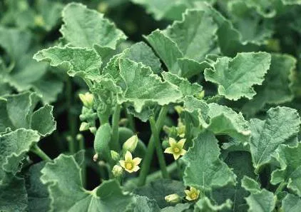 Plant lövellt uborka tulajdonságait, fotók, ami növeli a használata