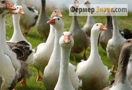 Tenyésztési és karbantartása ludak az otthon a téli és a nyári (tenyésztés) Tenyésztési és karbantartása ludak az otthon a téli és nyári