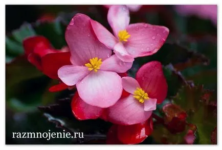 A szaporodási Begonias otthon