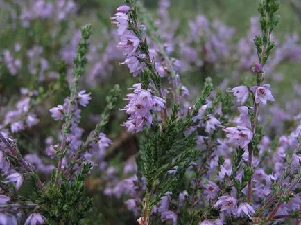 Heather üzem - ültetés és gondozás, fotó hanga, hanga növekvő magról; típusai és tulajdonságai