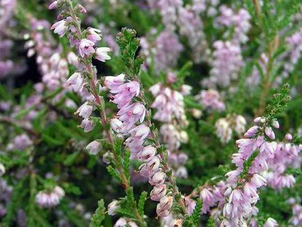 Heather üzem - ültetés és gondozás, fotó hanga, hanga növekvő magról; típusai és tulajdonságai