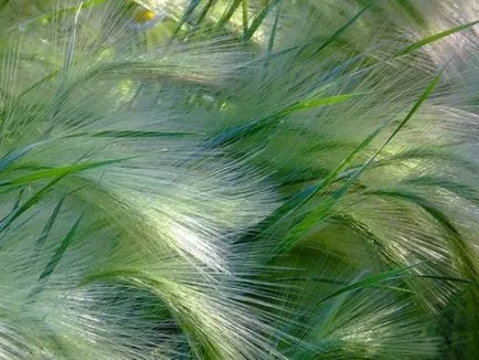 Plant toll - faj, fotó és orvosi tulajdonságai