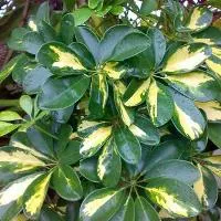 Schlumberger - mesél a gondozás és fajták, termesztés otthon! (Schlumbergera gondozási) Schlumberger - mesél a gondozás és fajták, termesztés otthon!