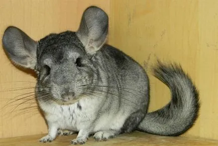 Chinchilla ápolási és karbantartási otthon (ellátás) Chinchilla ápolási és karbantartási az otthon