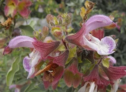 Salvia ültetés, termesztés, gondozás