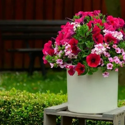 Hogyan növény Petunia