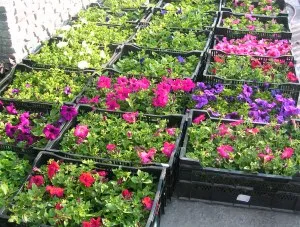 Hogyan növény Petunia Hogyan növény Petunia