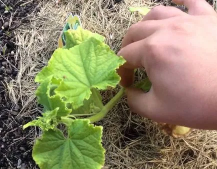 Mi a feltöltési uborka Mi a feltöltési uborka