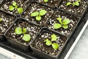 Hogyan növény Petunia