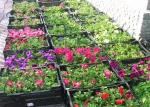 Hogyan növény Petunia
