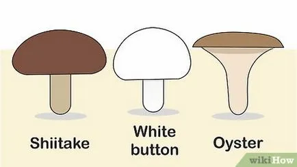 Gombák termesztésére otthon