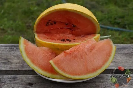 növekvő görögdinnyét növekvő görögdinnyét
