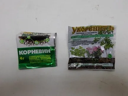 Hogyan növény tuja dugványok
